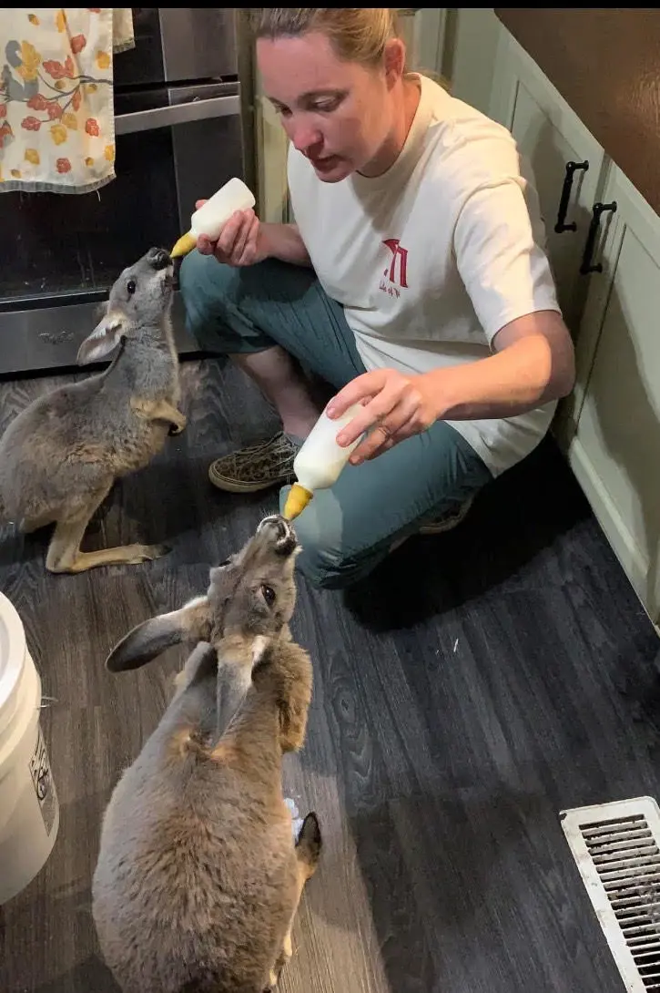Kerry helping feed a kangaroo
